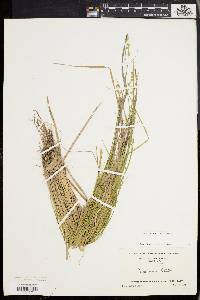 Carex seorsa image