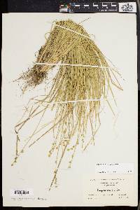 Carex seorsa image