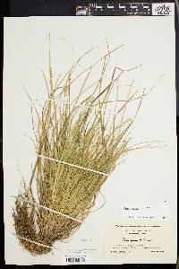 Carex seorsa image