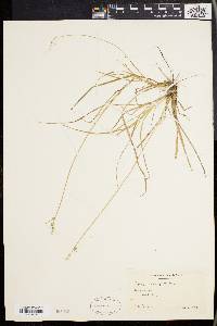 Carex seorsa image