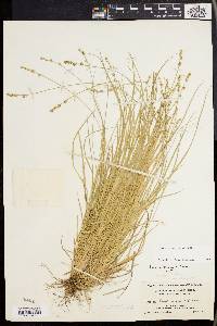 Carex seorsa image