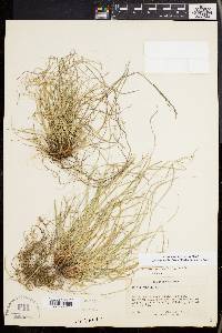 Carex reznicekii image