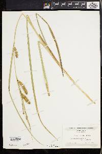 Carex rostrata image