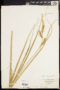 Carex rostrata image