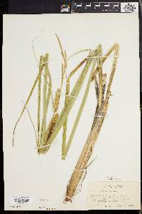 Carex rostrata image