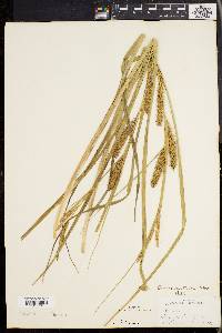 Carex rostrata image