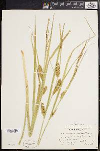 Carex rostrata image