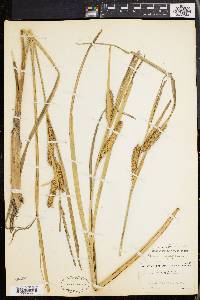 Carex rostrata image