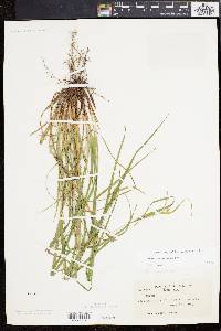 Carex planispicata image