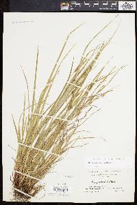 Carex planispicata image