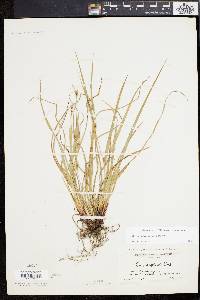 Carex planispicata image