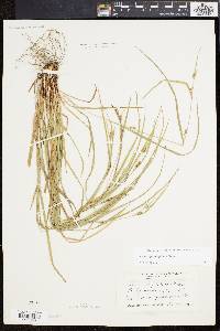 Carex planispicata image