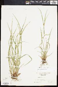 Carex planispicata image