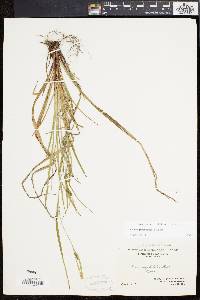 Carex planispicata image