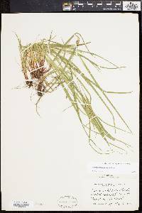 Carex planispicata image