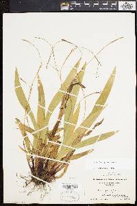 Carex plantaginea image