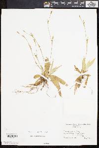 Carex platyphylla image