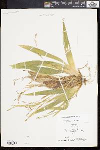 Carex platyphylla image