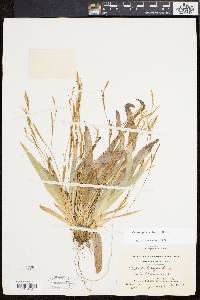 Carex platyphylla image