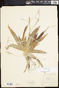 Carex platyphylla image