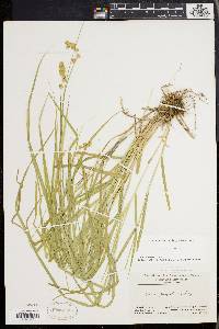 Carex projecta image