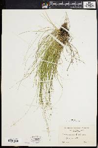 Carex radiata image