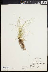 Carex radiata image