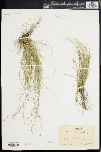 Carex radiata image