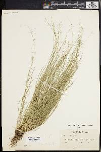 Carex radiata image