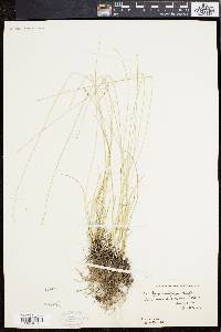 Carex retroflexa image