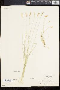 Carex retroflexa image