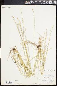 Carex retroflexa image