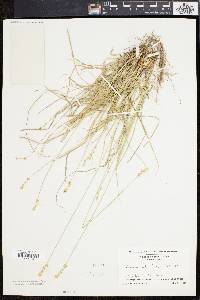 Carex retroflexa image