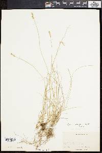 Carex retroflexa image