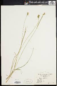 Carex pallescens image