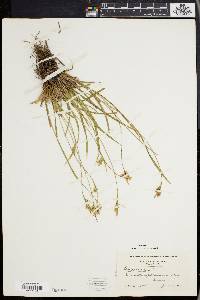 Carex pallescens image