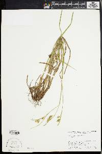 Carex pallescens image