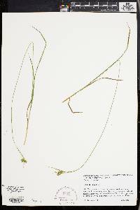 Carex pallescens image