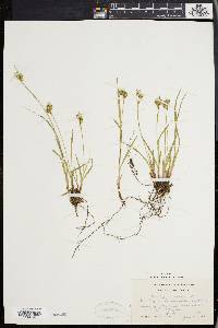 Carex pallescens image