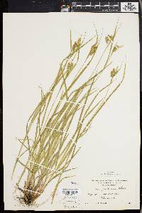 Carex pallescens image