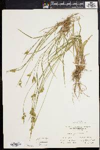 Carex pallescens image