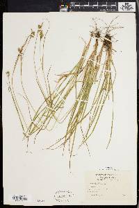 Carex pallescens image