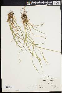 Carex pallescens image