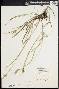 Carex pallescens image