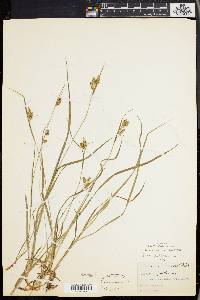 Carex pallescens image