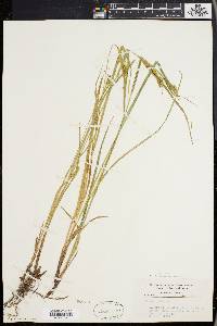 Carex pallescens image