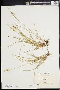 Carex pallescens image