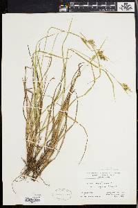 Carex pallescens image