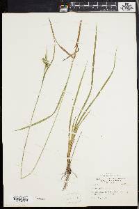 Carex pallescens image