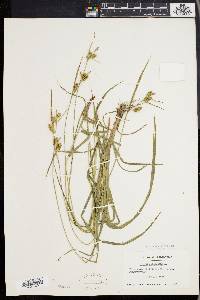 Carex pallescens image